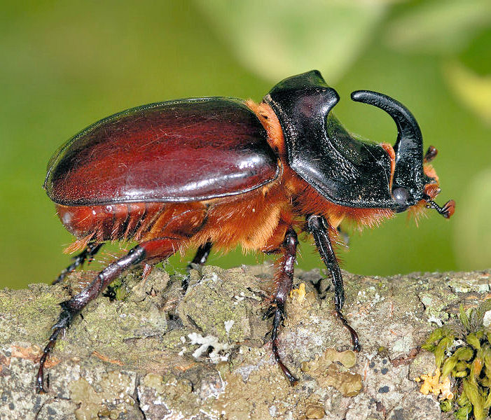 Maschio di Oryctes nasicornis